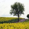 Baum mit Weg im Frühling von Martin Flechsig