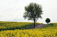 Arbre avec chemin au printemps