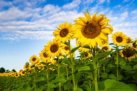 The colours of high summer by Daniela Beyer