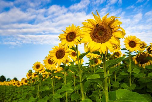 Les couleurs de l'été