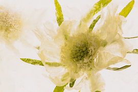 Cosmea in Ice 2 by Marc Heiligenstein