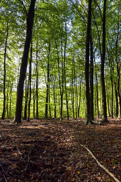 Im grünen Wald von Linda Schouw