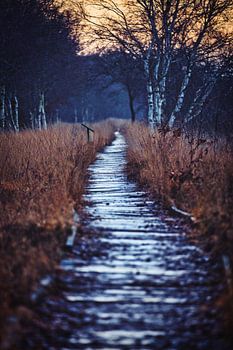 Holzsteg durchs Moor – Ein Weg in die Stille