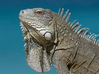 Iguana in Blue