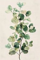 aquarelle eukalyptus