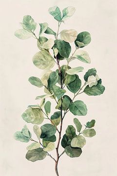 aquarelle eukalyptus sur haroulita