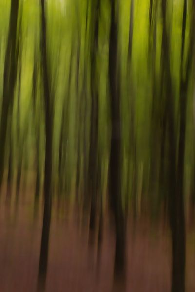 Spooky woods by Klaartje Majoor
