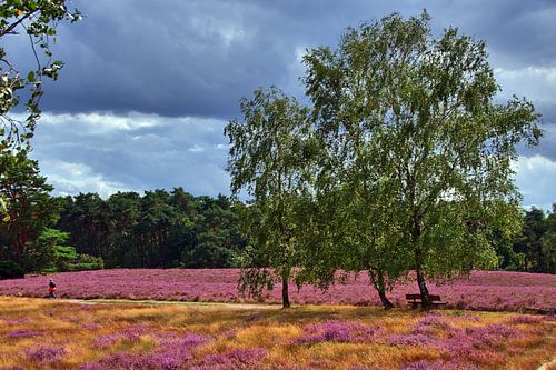 Heidewandeling 2