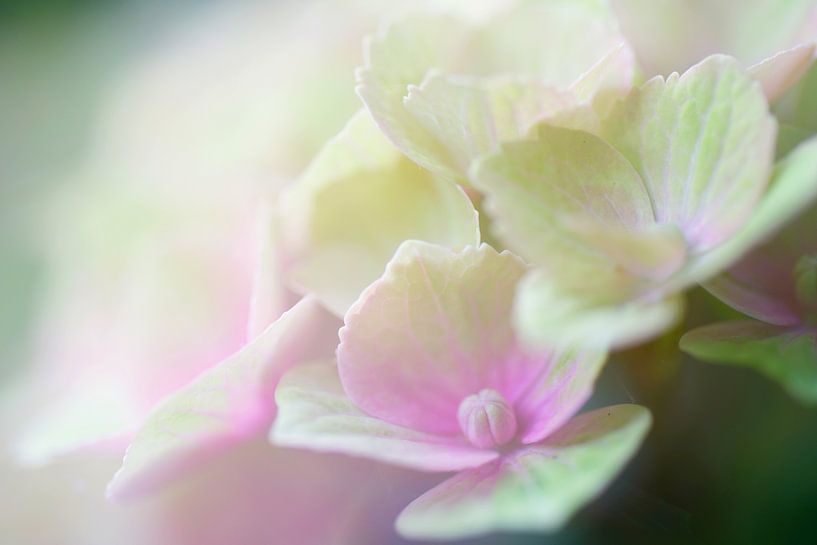 Summer feeling by Marloes van Pareren