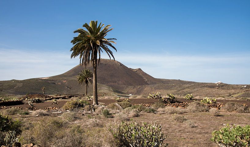 Landscape of Lanzarote with palm tree and volcanic cone by Harrie Muis