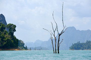 Dead trees in the emerald waters of Khao Sok National Park by Anjo Kan