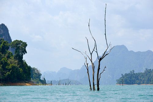 Dead trees in the emerald waters of Khao Sok National Park