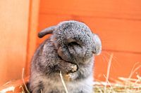 jeune lapin nain
