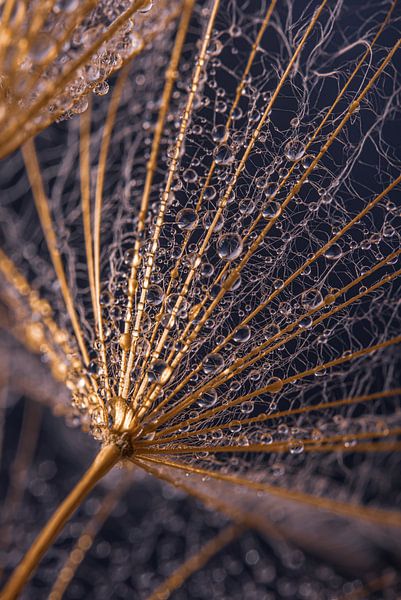 Drops on a wood-coloured fluff by Marjolijn van den Berg