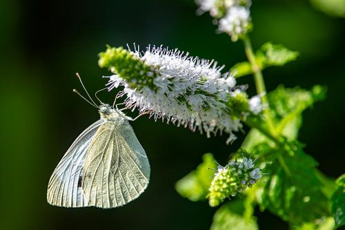 Koolwitje op bloeiende munt