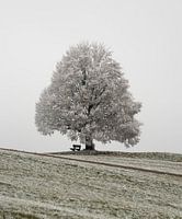Frosty November