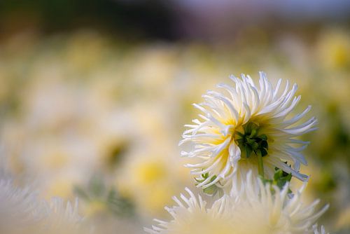 Dahlia en blanc