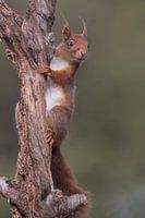 Seltsames Eichhörnchen