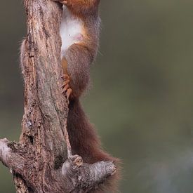 Curious Squirrel by Tom Kruissink