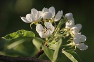Pure White Pear Blossom by Imladris Images thumbnail