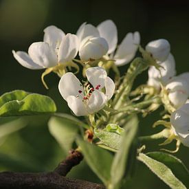 Puur witte perenbloesem van Imladris Images