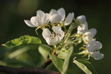 Puur witte perenbloesem van Imladris Images