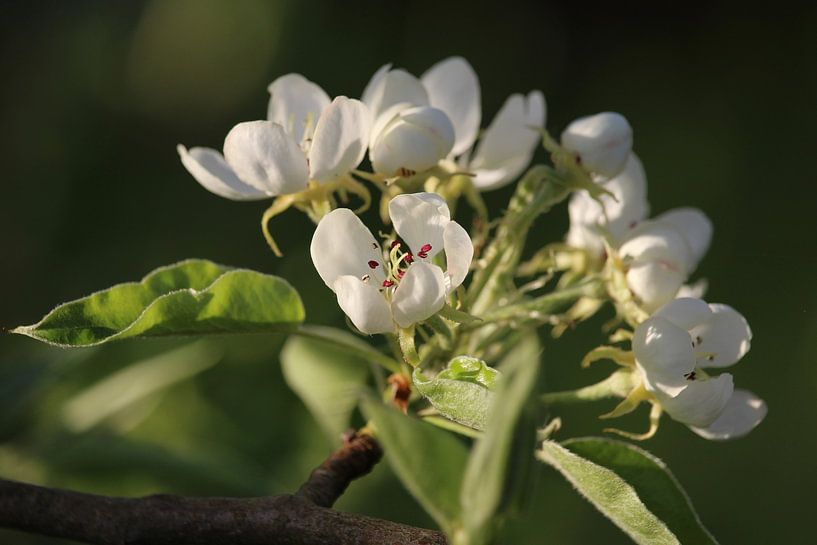 Pure White Pear Blossom by Imladris Images