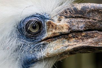 De Neushoornvogel van Rob Smit