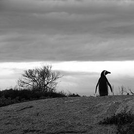 Pinguin von Lisa Stelzel