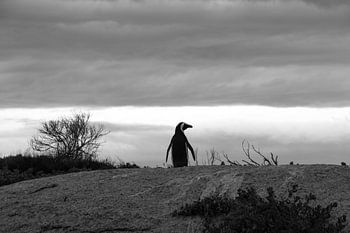Pinguin