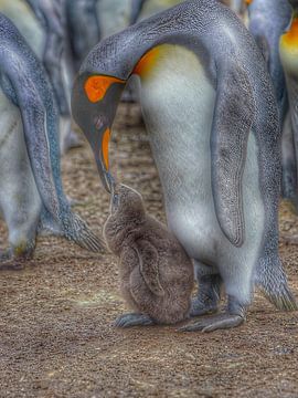 Pinguïn en Pinguïn baby van Truckpowerr