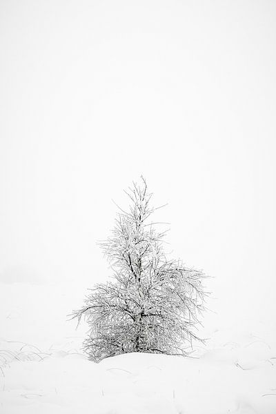 Un petit arbre solitaire dans la neige. sur Jim De Sitter