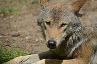 Wolf resting in the grass