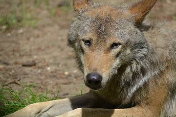 Loup se reposant dans l'herbe sur Barry Randsdorp