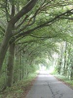 Trees