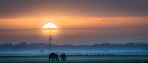 Pure solar power by Ingeborg Ruyken