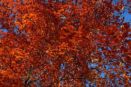 Beech in the brain by Anke Winters