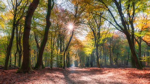 Wald mit Sonnenlicht im Herbst
