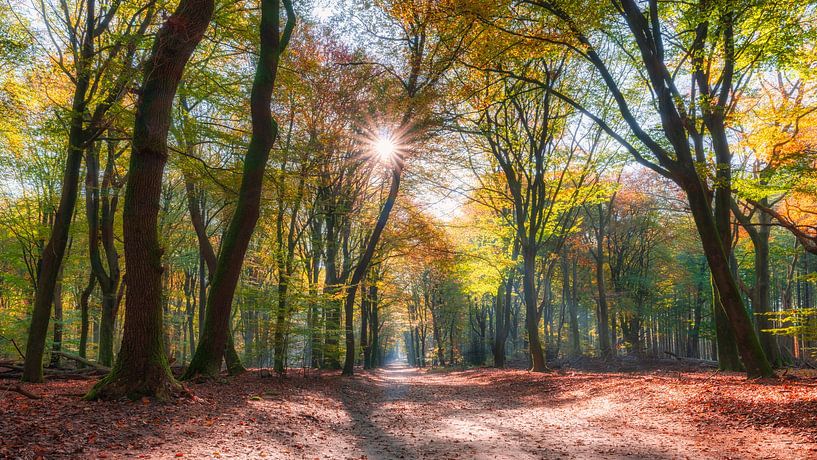 forest with sunlight during autumn by eric van der eijk