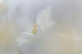 Wood anemone macro by Ilya Korzelius