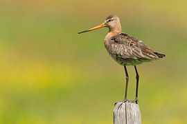 Black-tailed godwit on stilt in colourful flower meadow by Jeroen Stel
