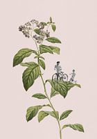 Cyclisme botanique