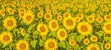 Sonnenblume von Ans Bastiaanssen