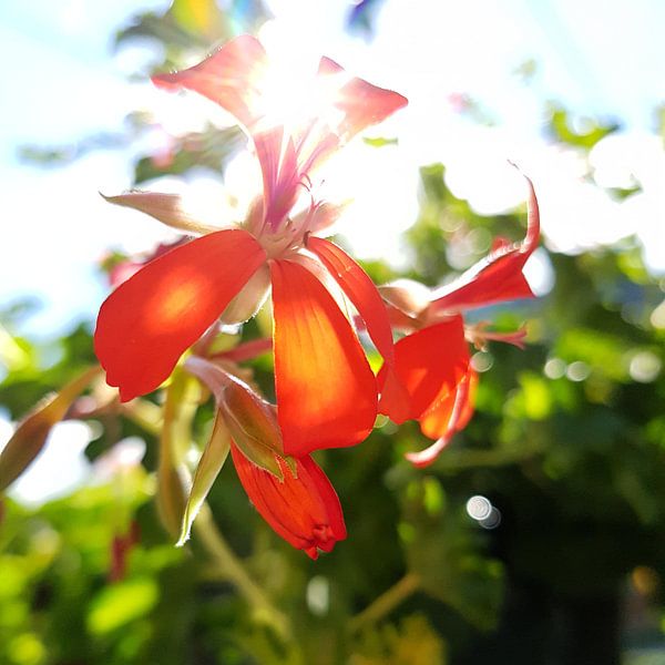 Sunny flowers  par Iris Lok