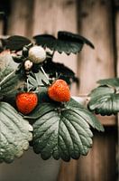 Erdbeeren auf einem Zweig