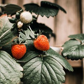 Strawberries on a branch by Dennis  Georgiev
