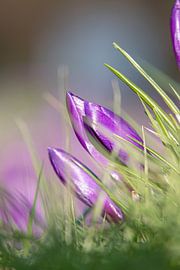 lila Krokusse