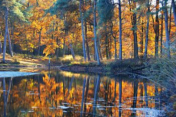 In vuur en vlam. Oisterwijkse vennen in herfsttooi weerspiegelen  in ven
