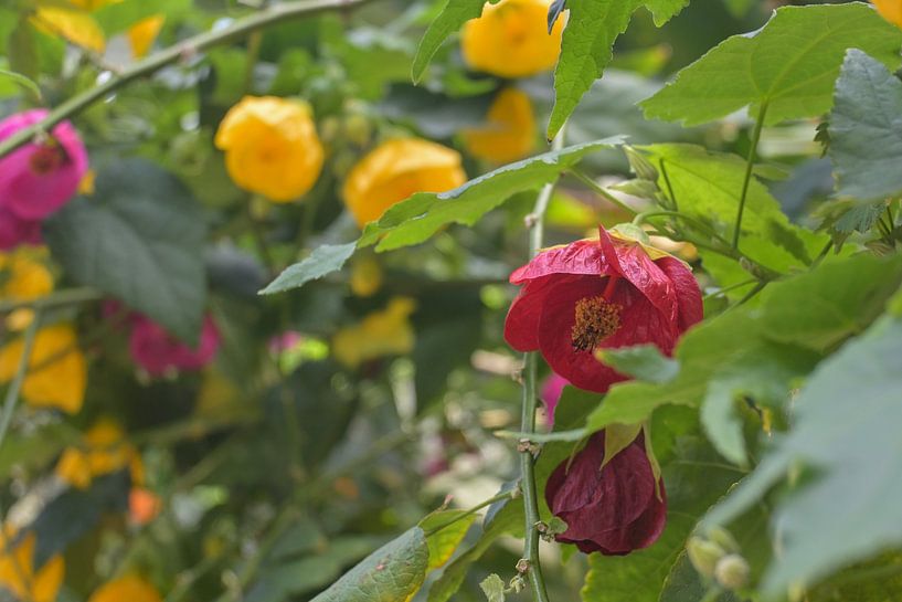 Red and Yellow Flowers Among Lush Greens by Minimalistic Travel Photography by.Rieneke