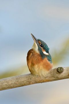 Common Kingfisher ( Alcedo atthis ), young bird van wunderbare Erde